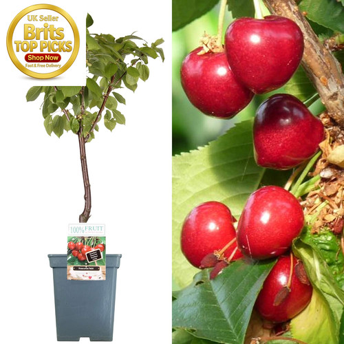 Patio fruit tree collection - patio,