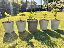 5x English Oak Tree Saplings