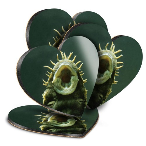 Heart mdf coaster bristlenose - coaster,