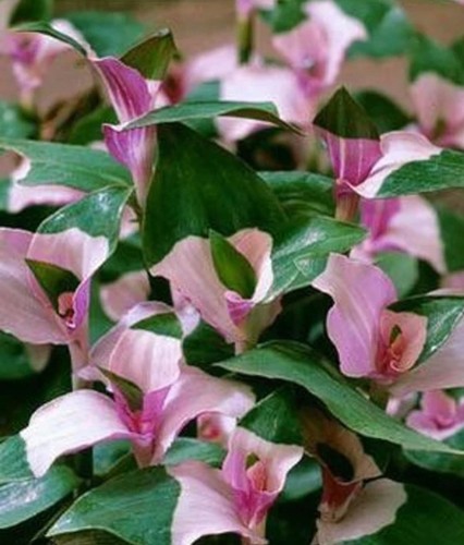 Cuttings variegated - cuttings,