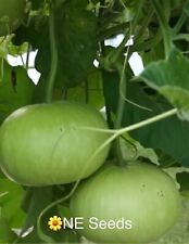 🌼 Bangladeshi F1 Hybrid Round Bottle Gourd Gul Lauki Dudhi Kodu Kodhu Lau - #1