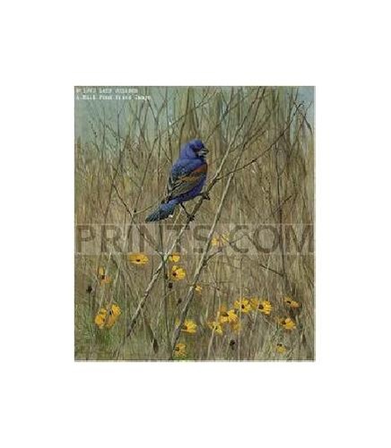 Lars jonsson blue grosbeak - lars,