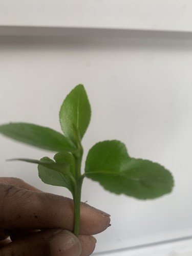 Lemon tree citrus limon - 2,