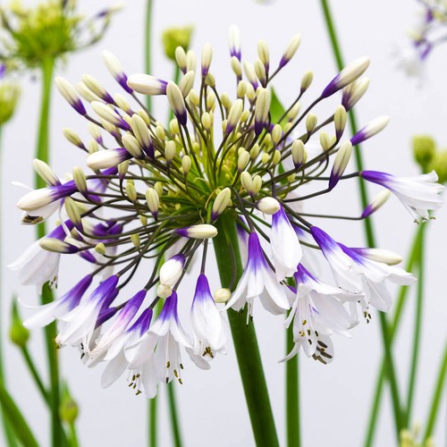 Agapanthus fireworks african - agapanthus,