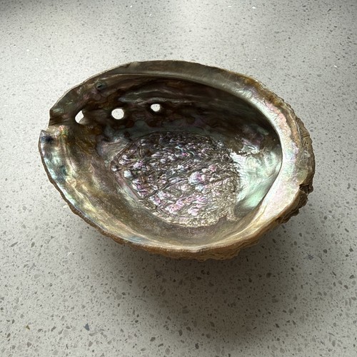 Large 14cm vintage abalone - large,