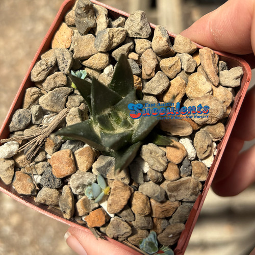 Ariocarpus trigonus horacekii