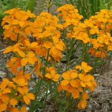 Wallflower 'Golden Bedder' /