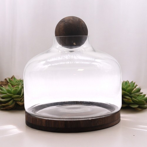 Glass terrarium dark tung - terrarium,