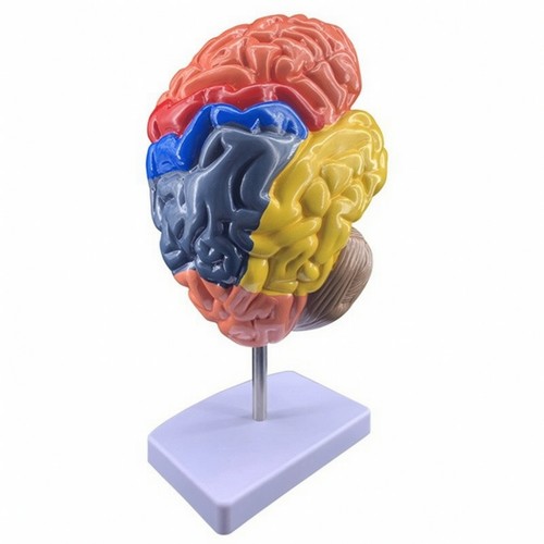 Human brain anatomical - brain,