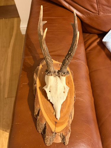 Roe buck mounted deer skull - roe,