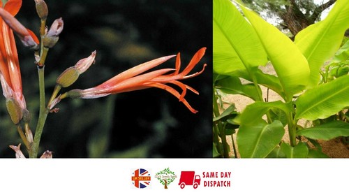 Canna tuerckheimii giant - giant, |
