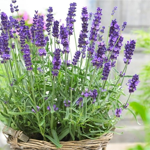 Lavender angustifolia herb - angustifolia,