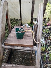 Graptopetalum paraguayense