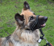 Padded Head Collar Reflective