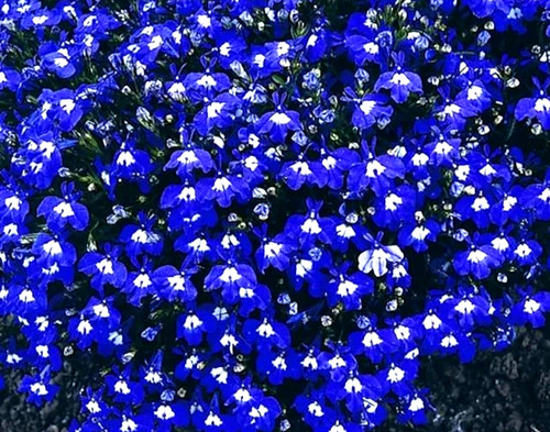 Hanging basket border plants - hanging,