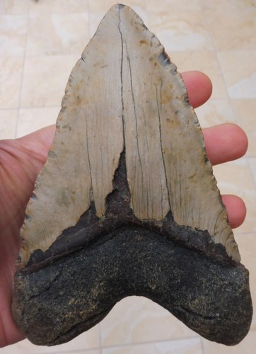 Giant megalodon tooth 6 015 - giant,