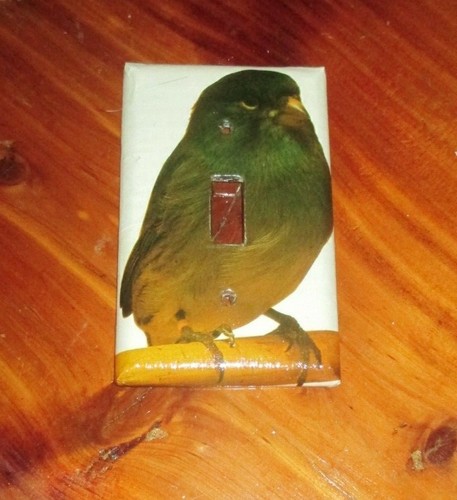 Classic border canary - canary, bird