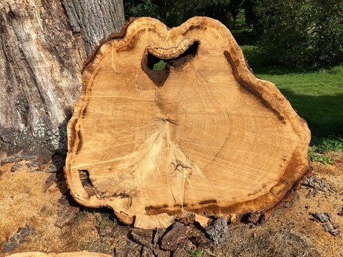 Large oak tree trunk pieces - large,