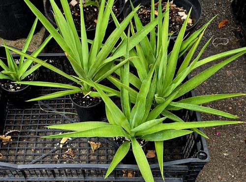 Yucca gigantea houseplant 1 - gigantea,
