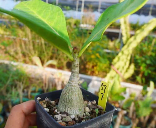 Adenium dhofarense random - adenium,
