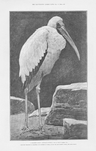 Tantalus stork learned - learned, judge
