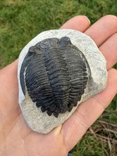 Hollardops Trilobite Fossil