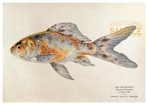 Shubunkin speckled goldfish - shubunkin,