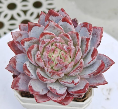 Echeveria rare flying fairy - echeveria, fairy'