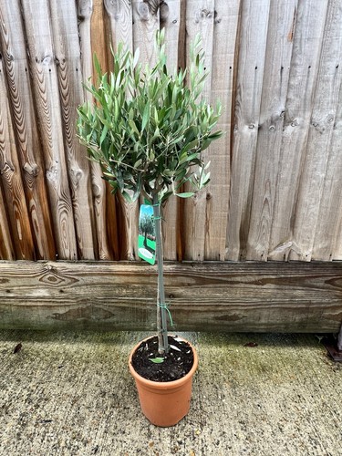 Olive tree olea europa 90cm - olive,