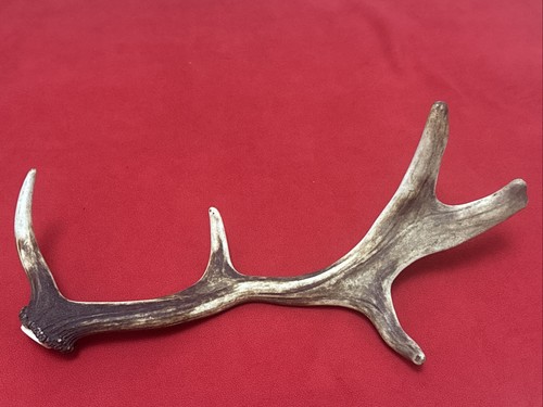 Fallow deer antler 450g - antler,