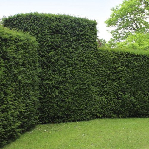 English yew hedging plants - english,