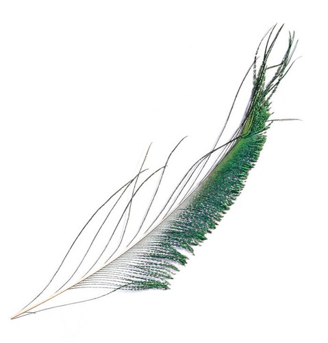 Peacock sword tails per - ,