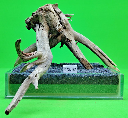 Large corbo root - large,
