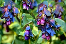 FLOWER CERINTHE MAJOR HONEYWORT BLUE SHRIMP PLANT 50 FINEST SEEDS