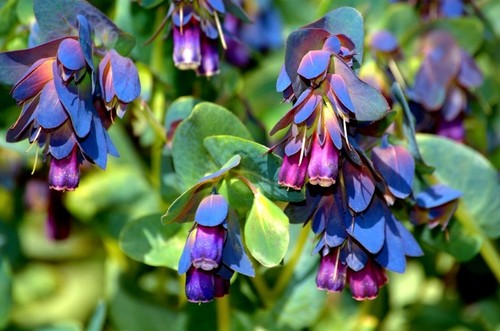 Flower cerinthe major - flower,