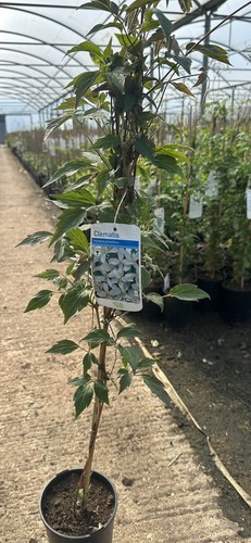 Clematis montana var - clematis,