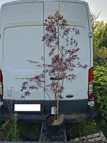 Acer palmatum enkan 5l - acer, 7.5l