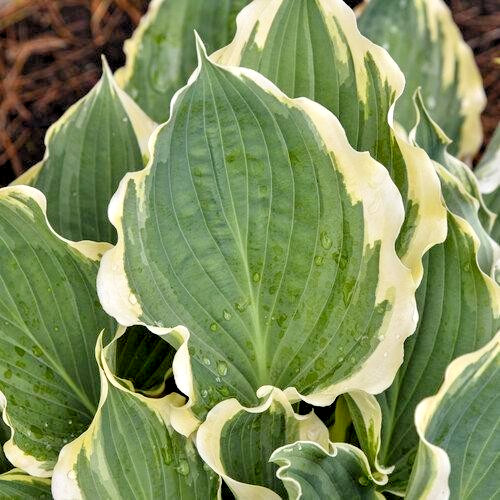 Hosta shadowland hope - 'hope, springs