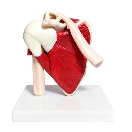 Anatomical advanced muscled - anatomical,