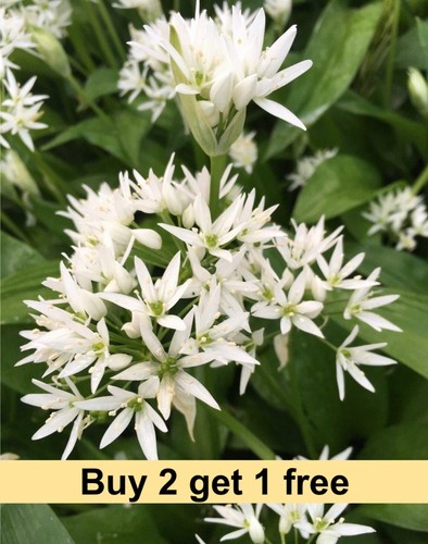 Ramsons wild garlic - wild,
