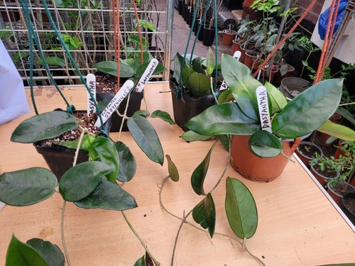 Hoya dasyantha large plant - hoya,
