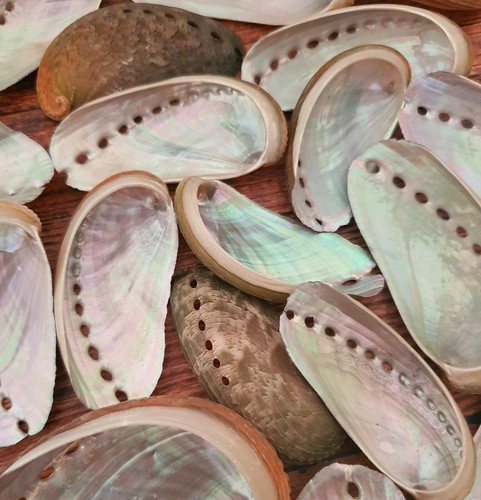 Craft abalone sea shells - craft,