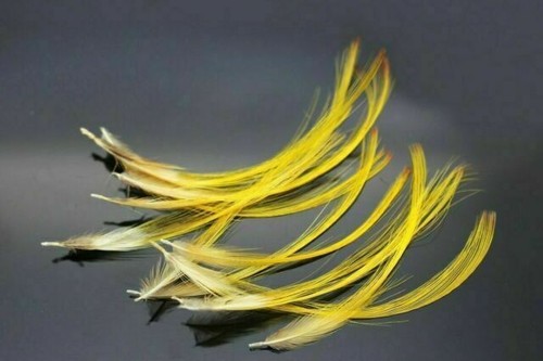 Pack golden pheasant - 15,