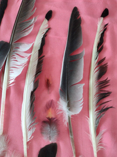 Natural feathers free - x, 38