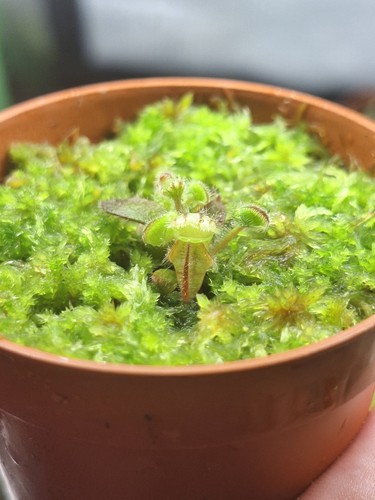 Cephaltus folicularis albany - folicularis, (albany