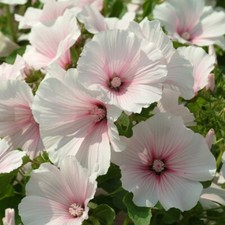 Lavatera Seeds Hardy Garden Plants 'Dwarf Pink Blush' 1 packet of 80 seeds T&M
