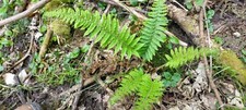 WOODLAND FERN PLANTS  5   100%