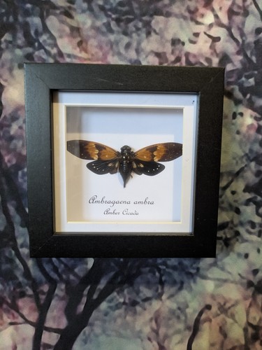 Amber wing cicada - wing, (ambragaena