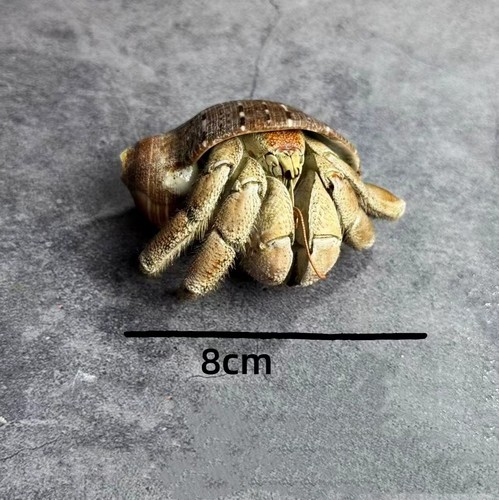 Taxidermy land hermit crab - land,