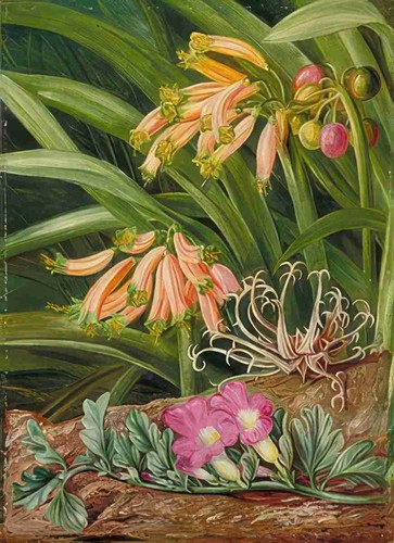 Marianne north clivia - clivia, grapnel